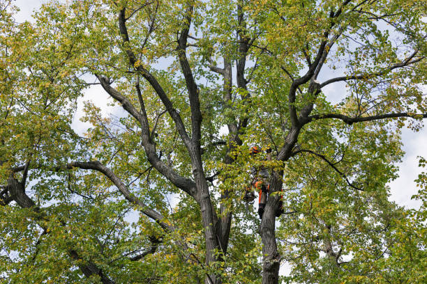 How Our Tree Care Process Works  in  Loch Sheldrake, NY